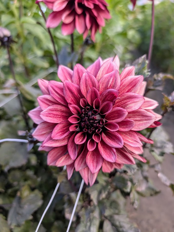 Night Silence dahlia