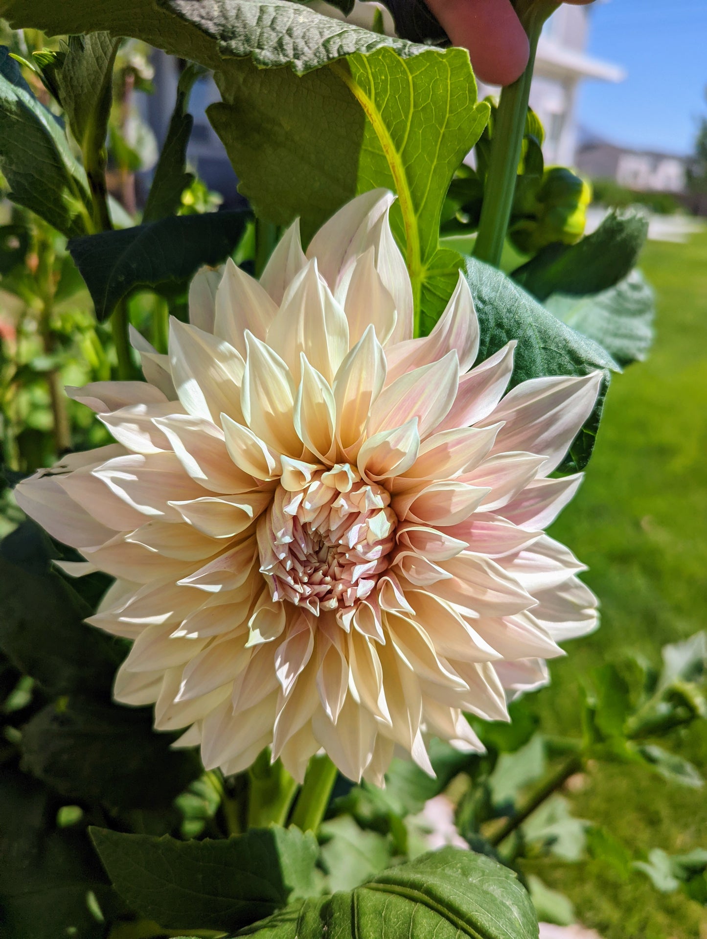 Café Au Lait dahlia