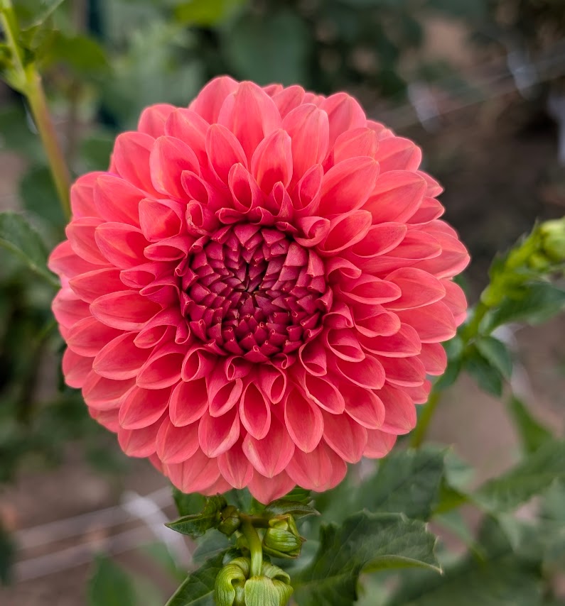 Parkland Tribute dahlia