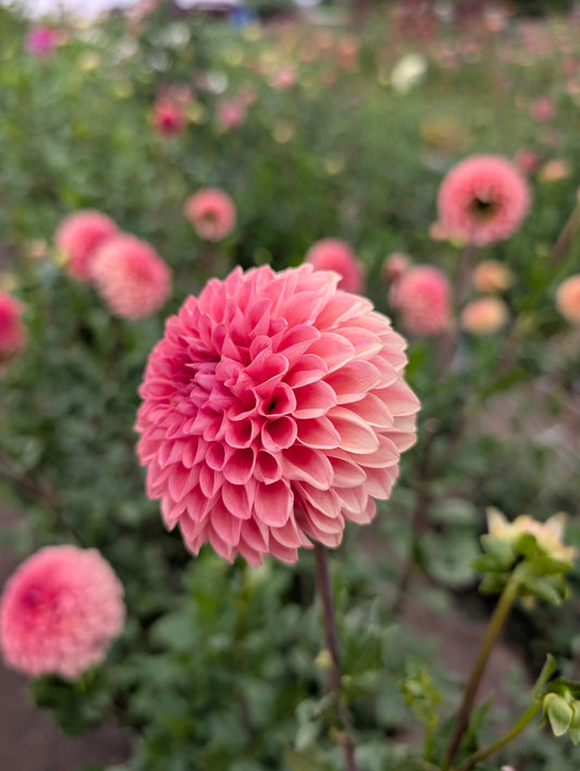 Parkland Tribute dahlia