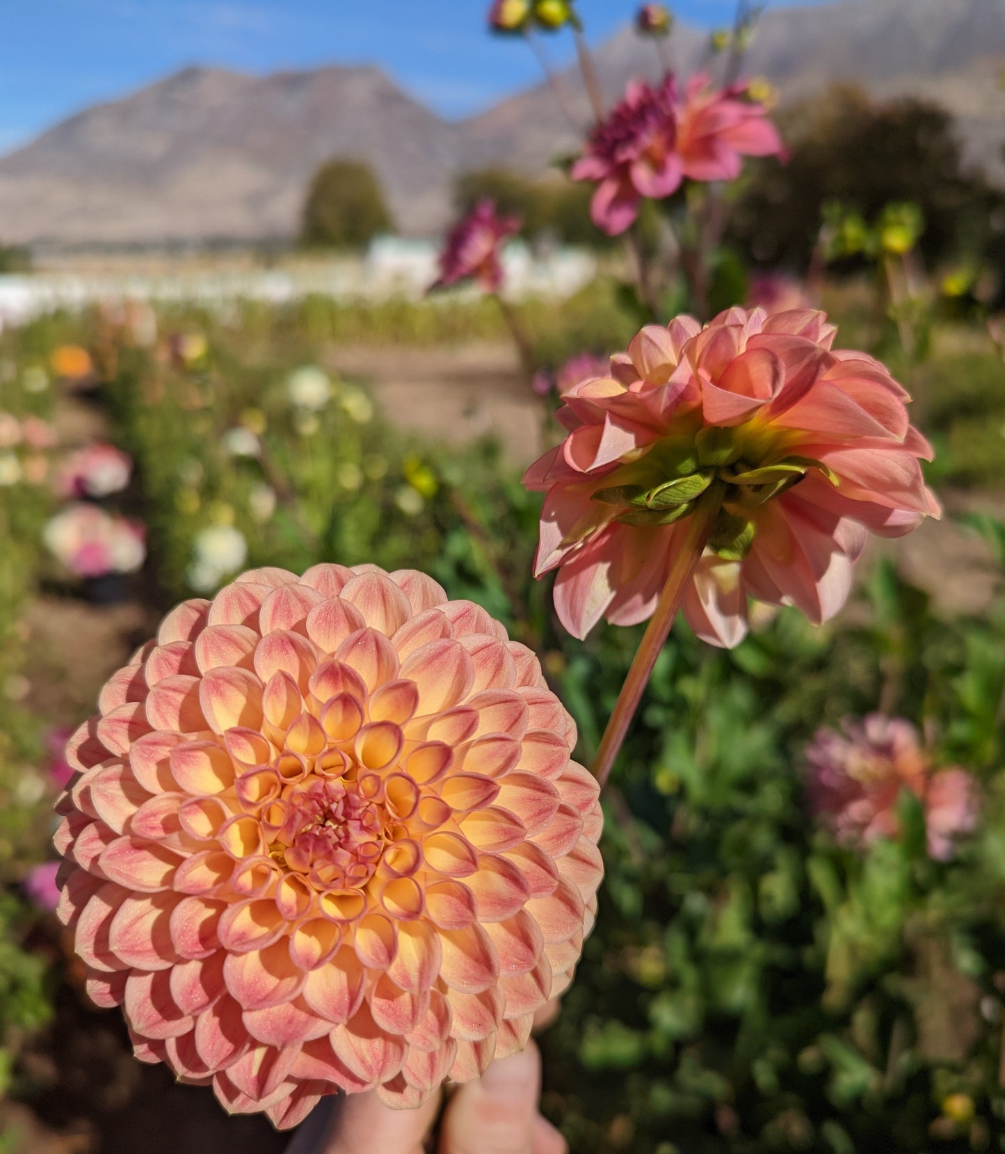 Clearview Peachy dahlia