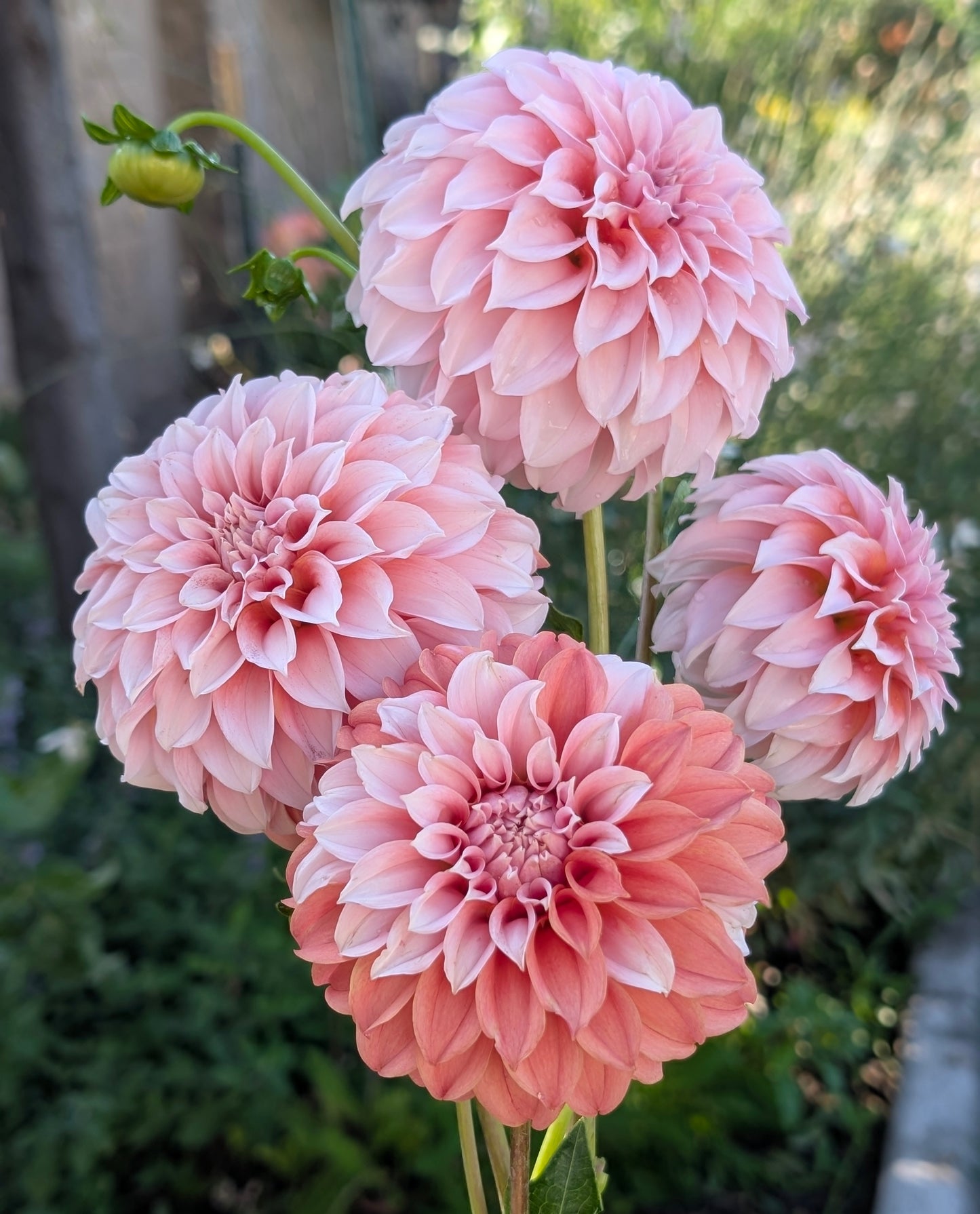 Peaches N Cream dahlia