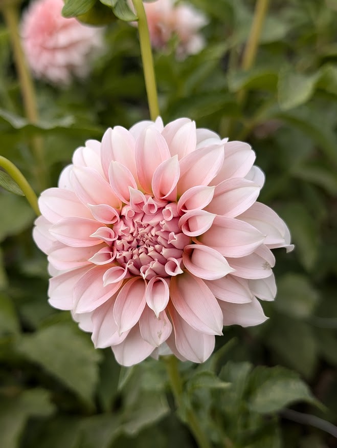 Peaches N Cream dahlia
