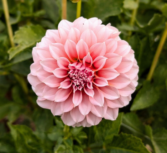 Peaches N Cream dahlia