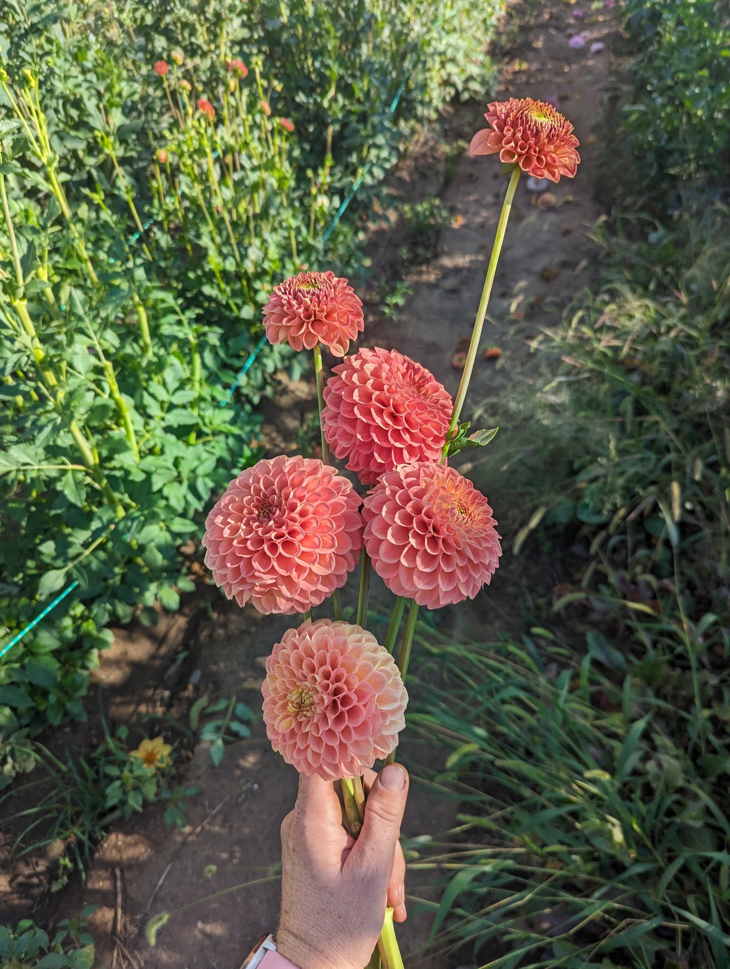 Clearview Peachy dahlia