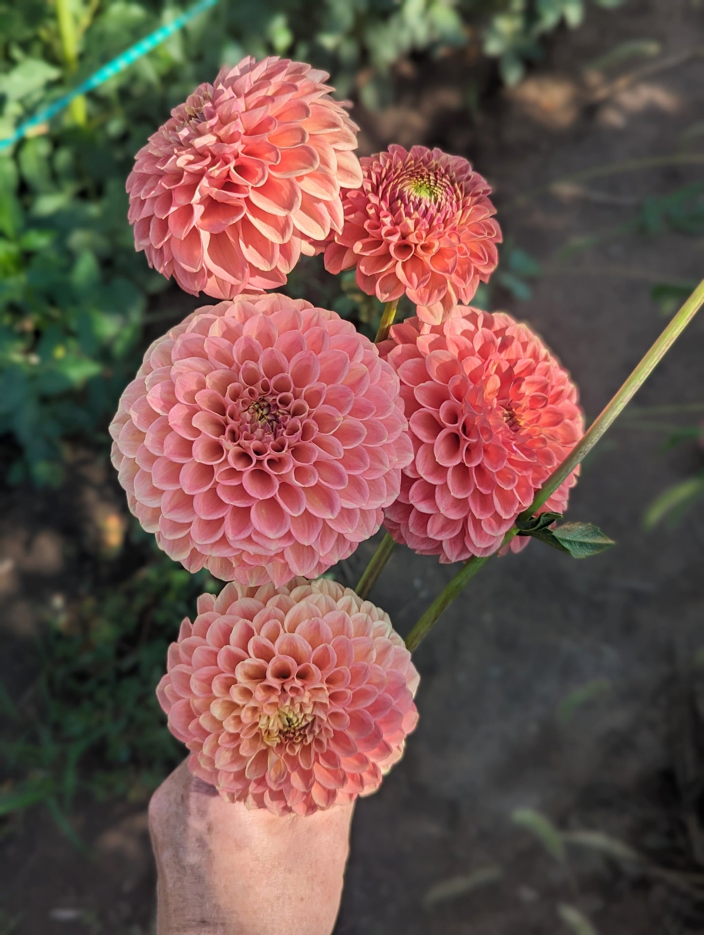 Clearview Peachy dahlia