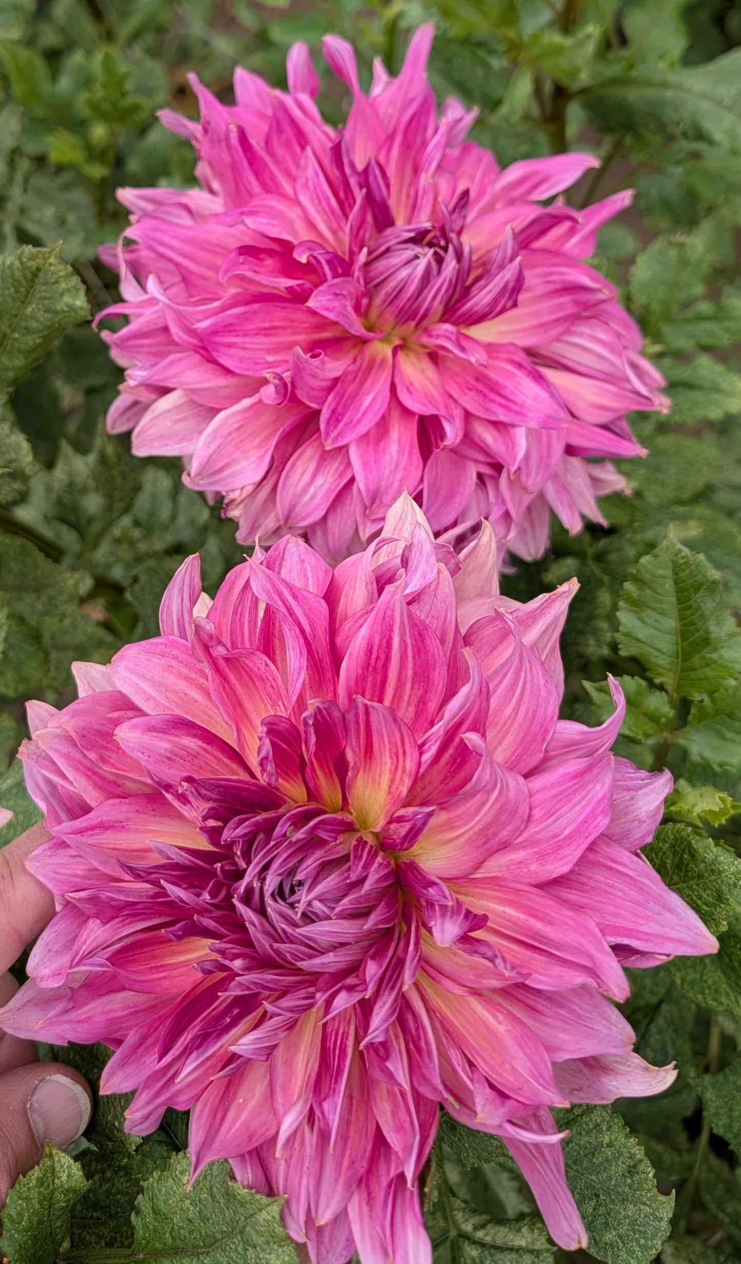 Penhill Dark Monarch dahlia