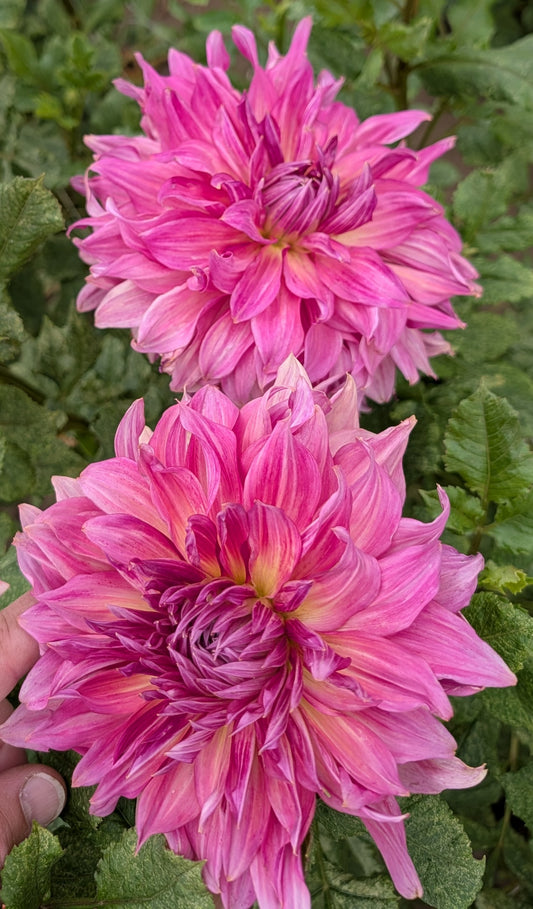 Penhill Dark Monarch dahlia