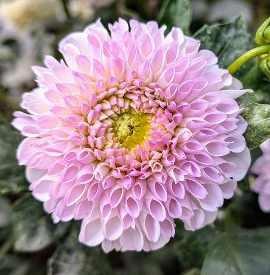 Pink Pearl dahlia
