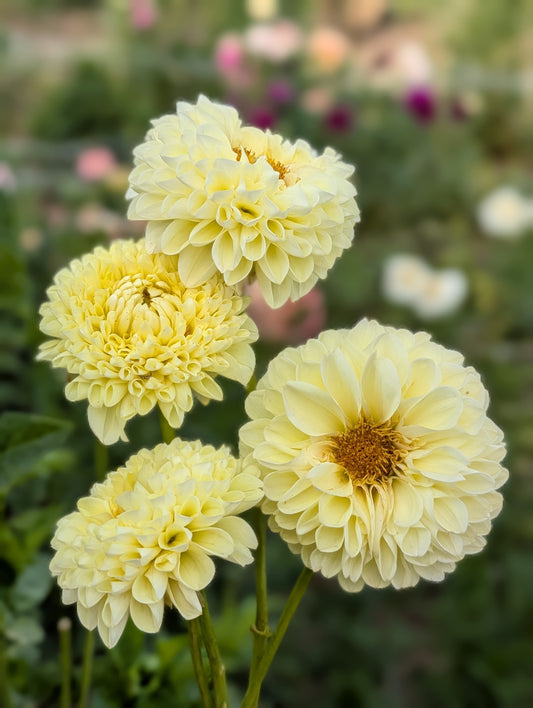 Polventon Supreme dahlia