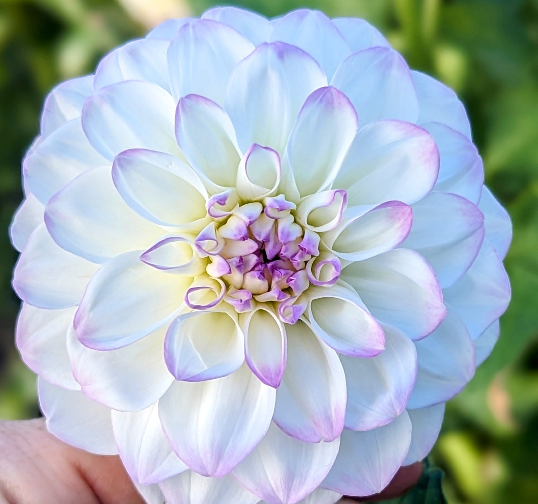 Eveline dahlia – Vineyard Blooms