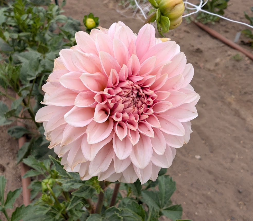 RM Baby Girl dahlia tuber