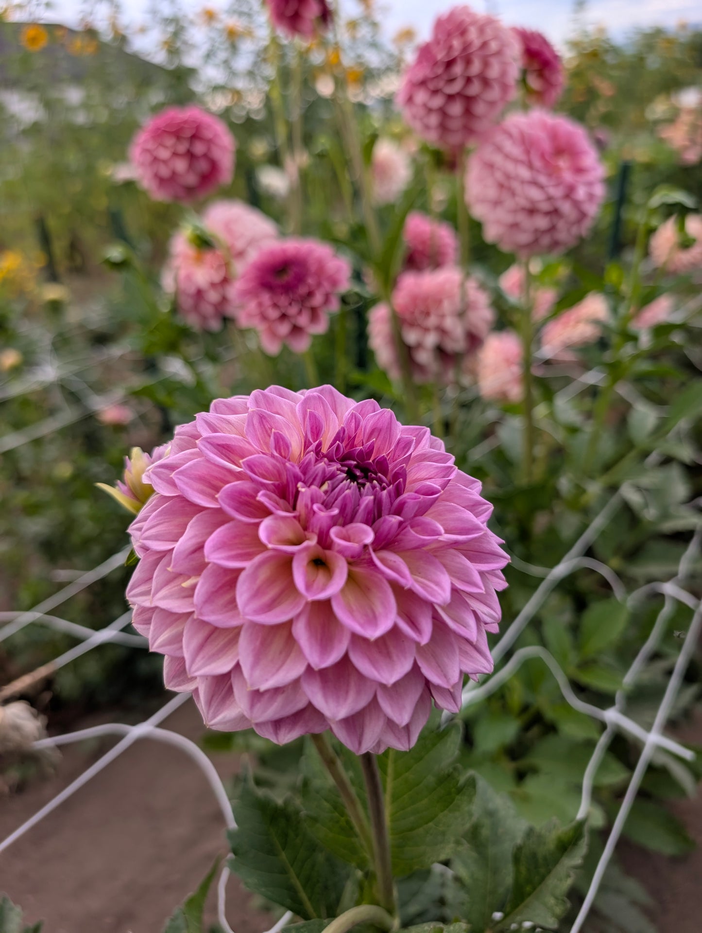 RM Berry Kiss dahlia