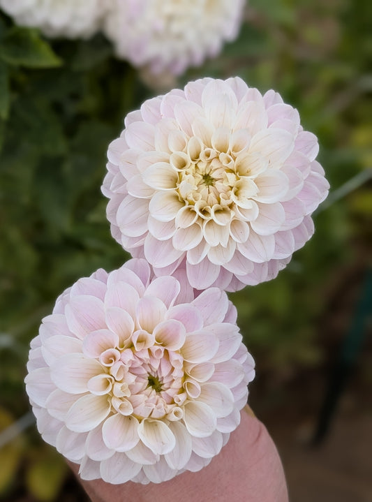 RM Hannah Joe dahlia