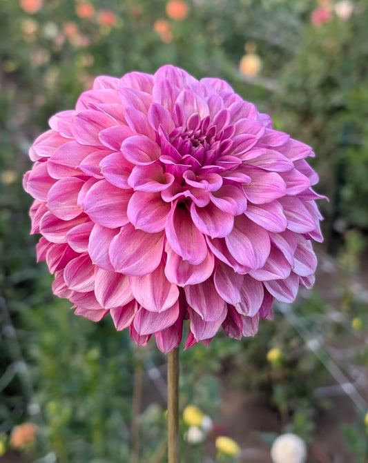 RM Berry Kiss dahlia