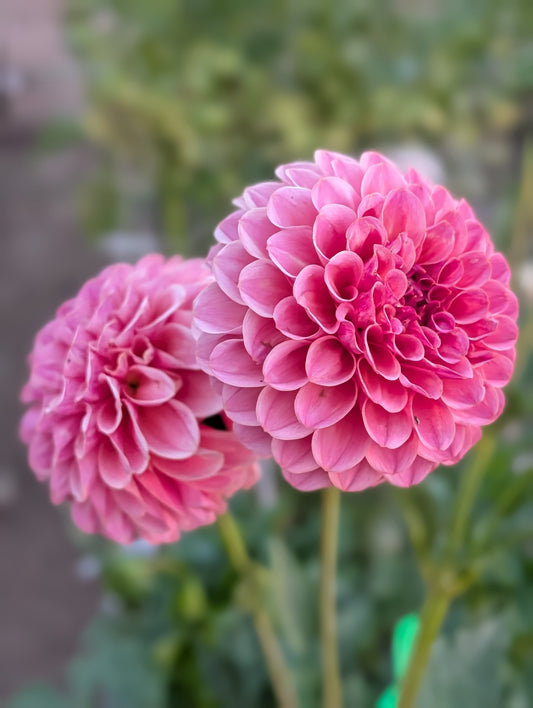 RM Mauvelous dahlia
