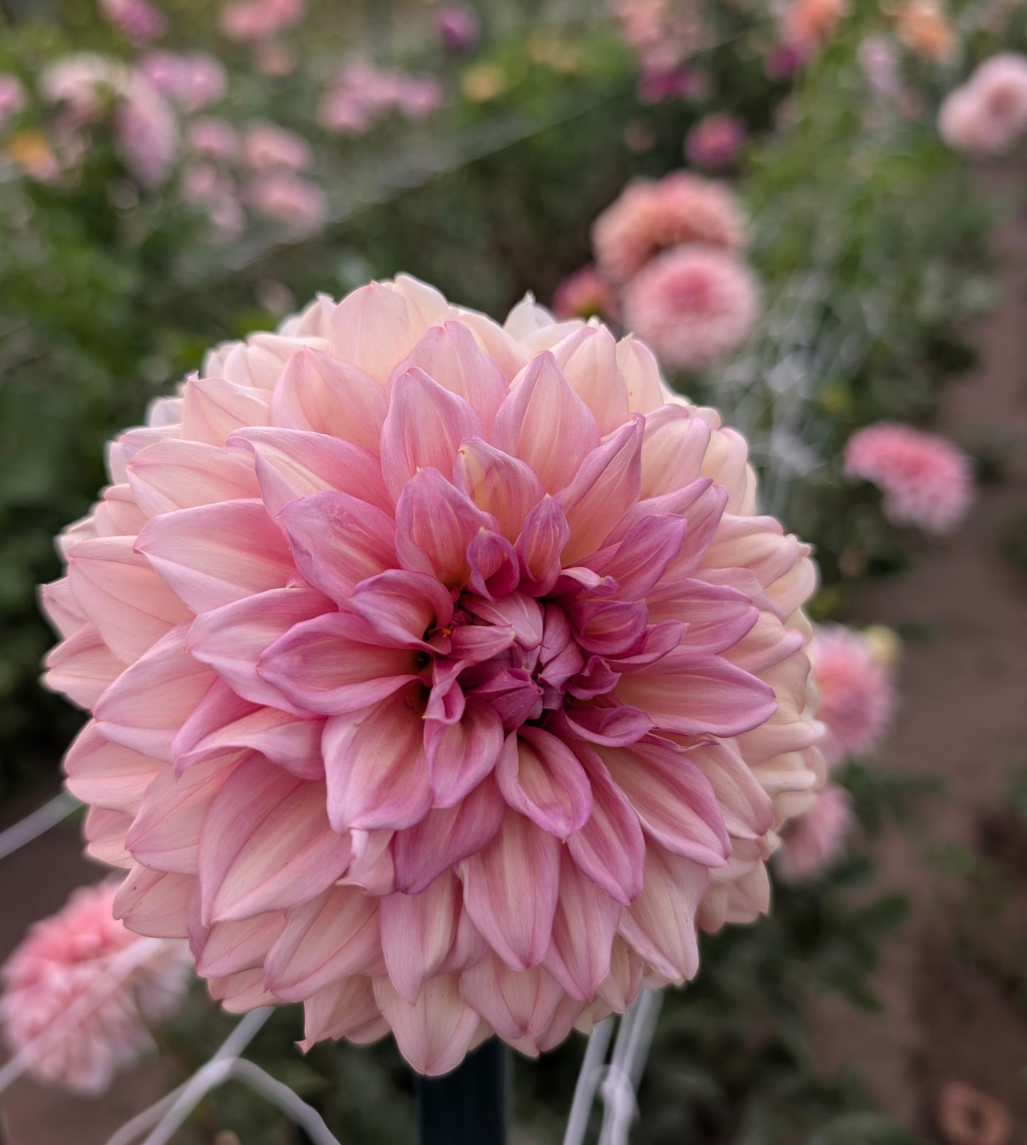 RM Whirligig dahlia