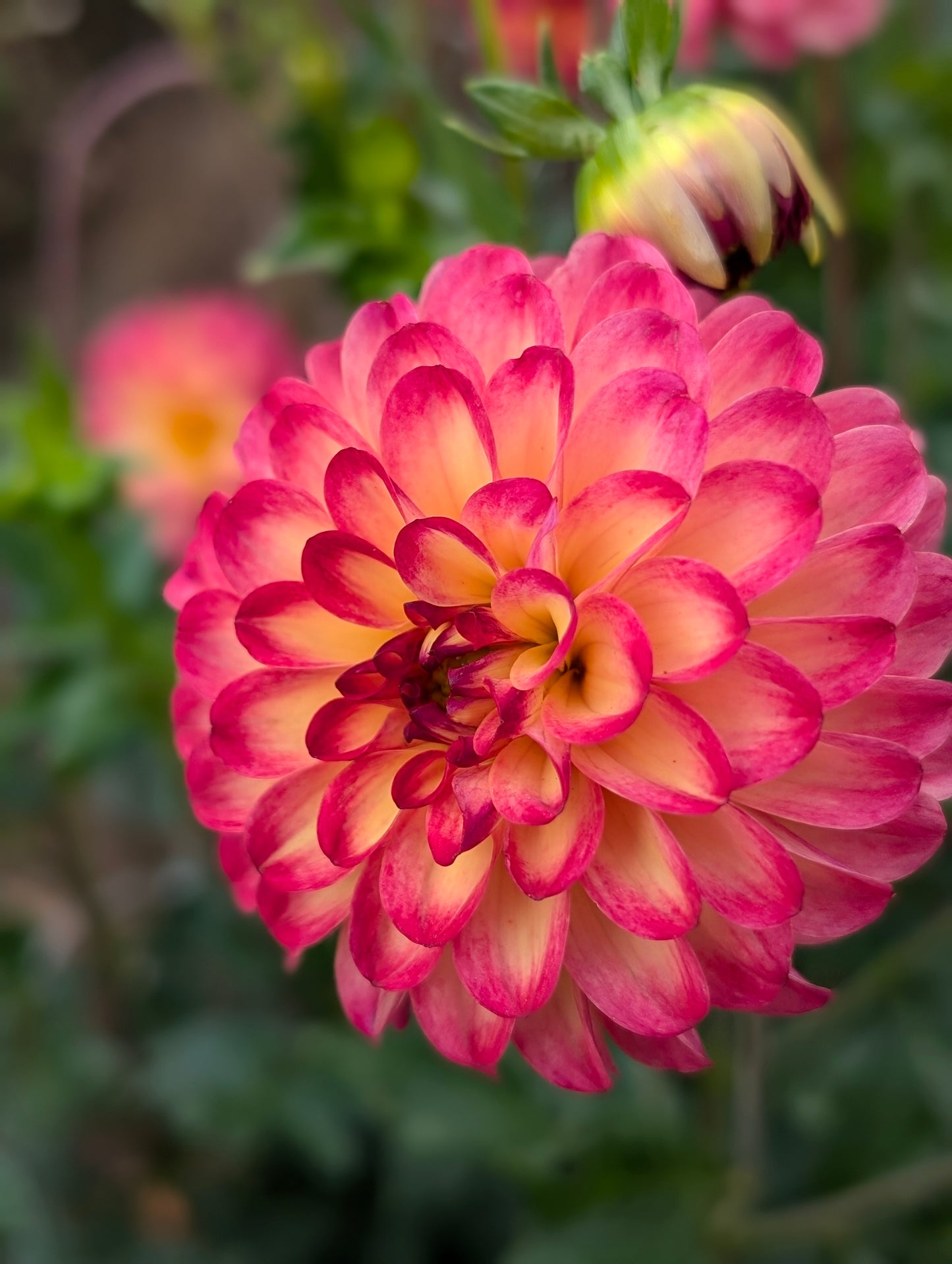 Raz-Ma-Taz dahlia