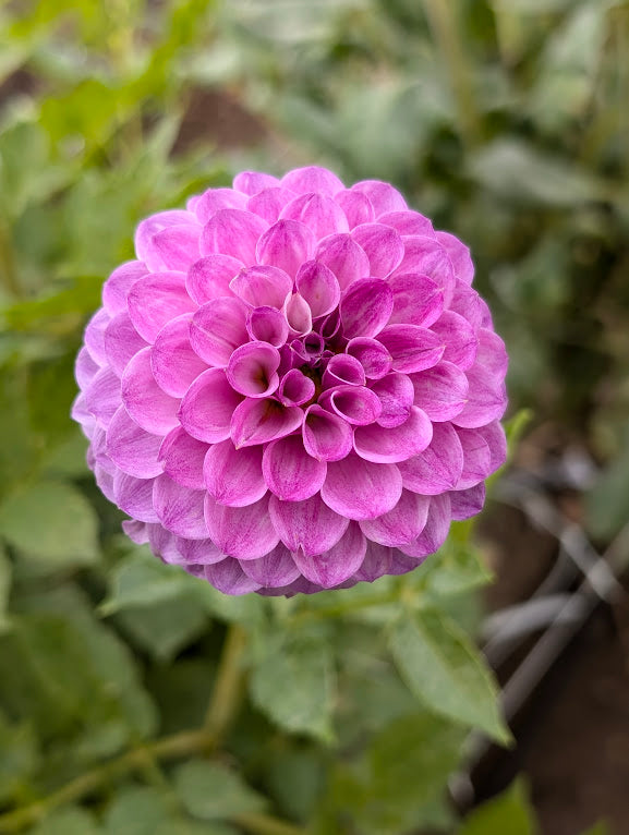 Robann Royal dahlia