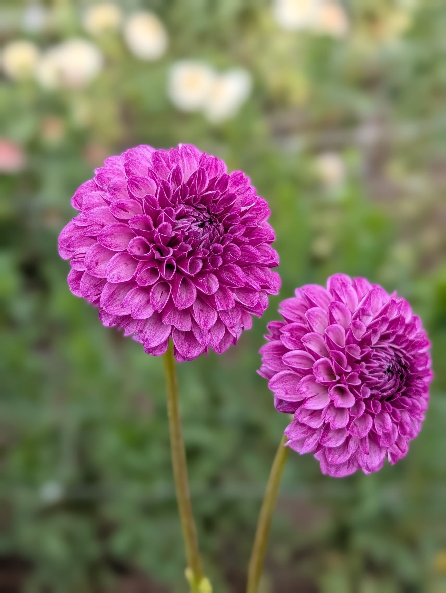 Robann Royal dahlia