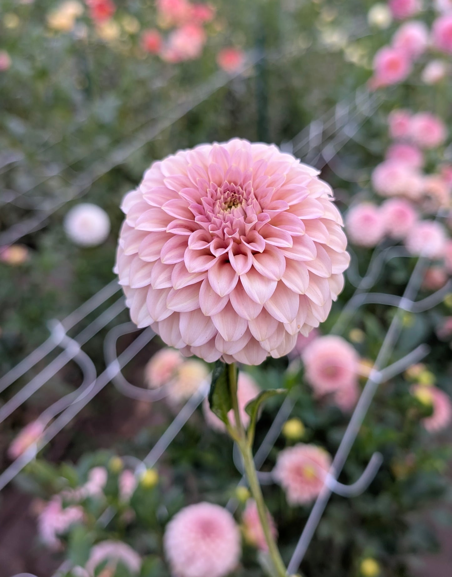 Rock Run Ashley dahlia