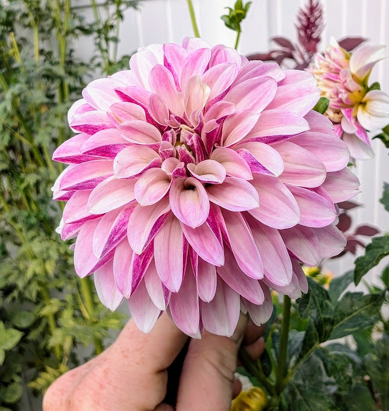 Salish Twilight Girl dahlia