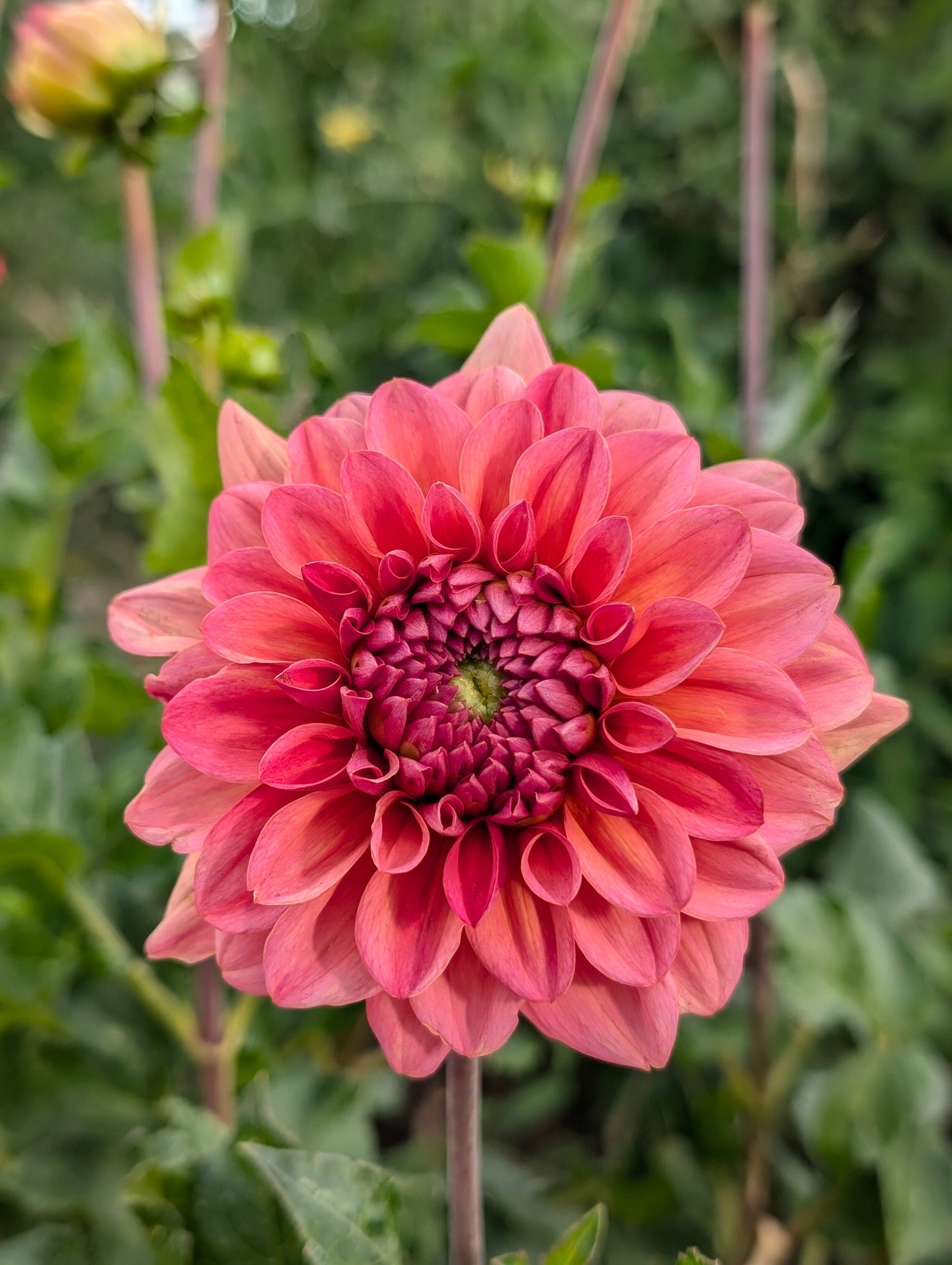 Salmon Runner dahlia