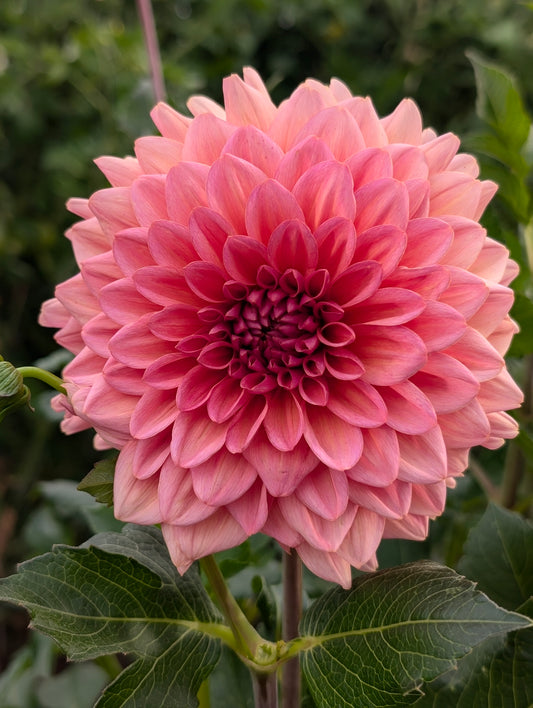Salmon Runner dahlia