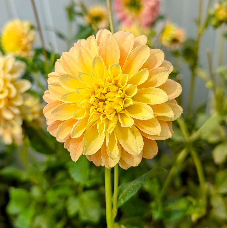 Seabeck's Shirley dahlia