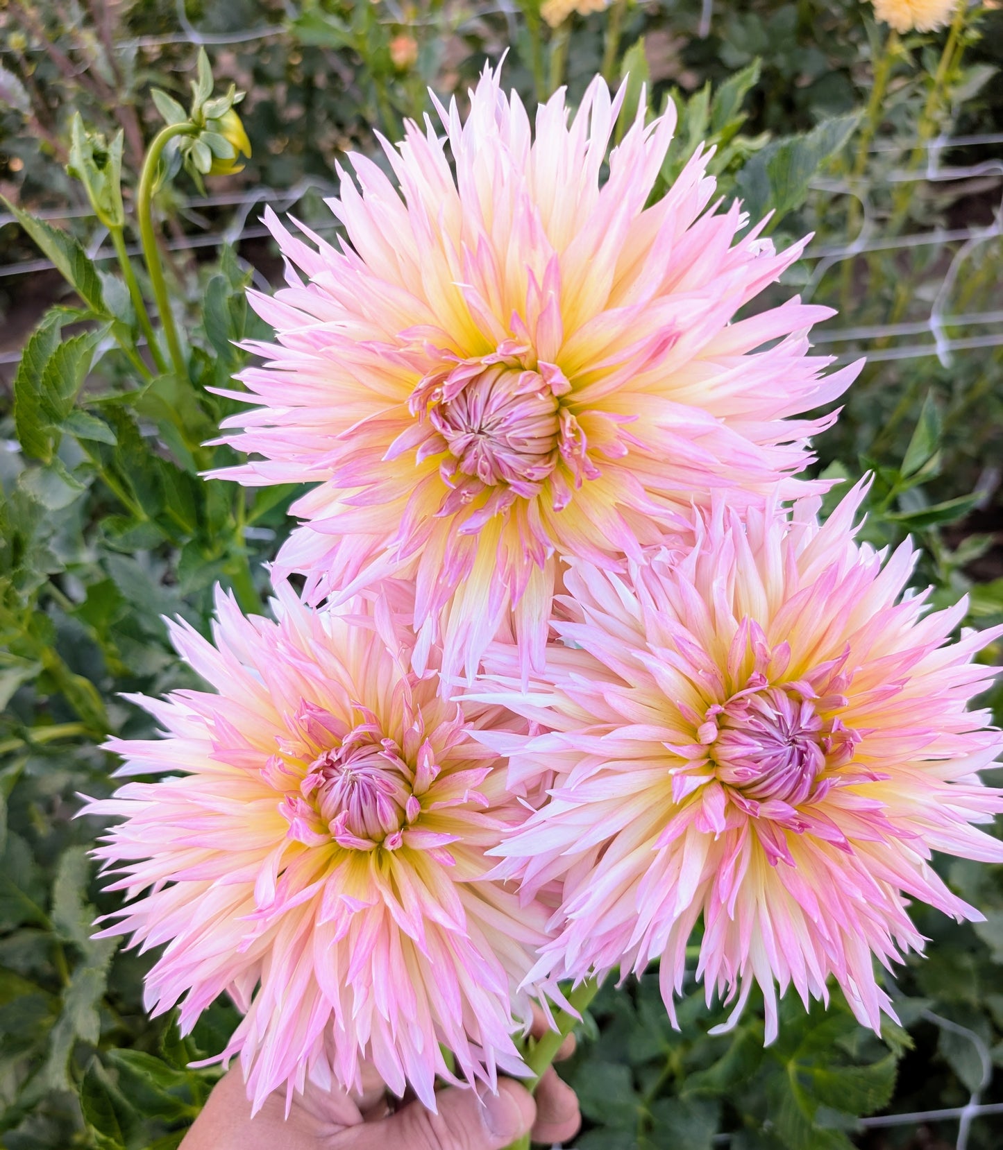 Shaggy Chic dahlia