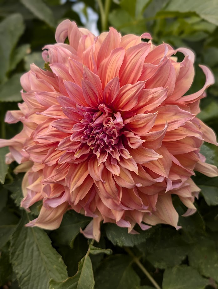 Sherwood's Peach dahlia