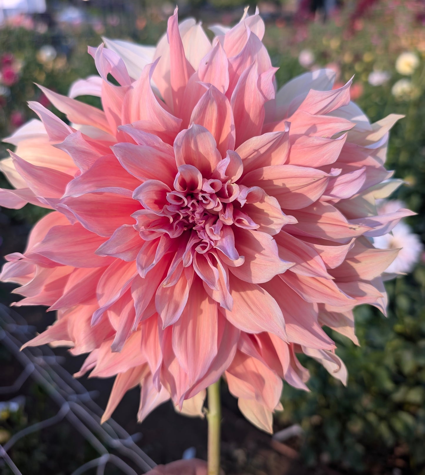 Sherwood's Peach dahlia
