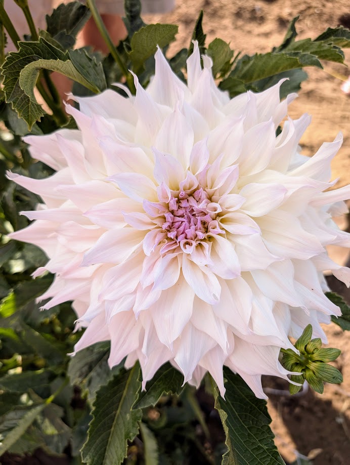 Shiloh Noelle dahlia