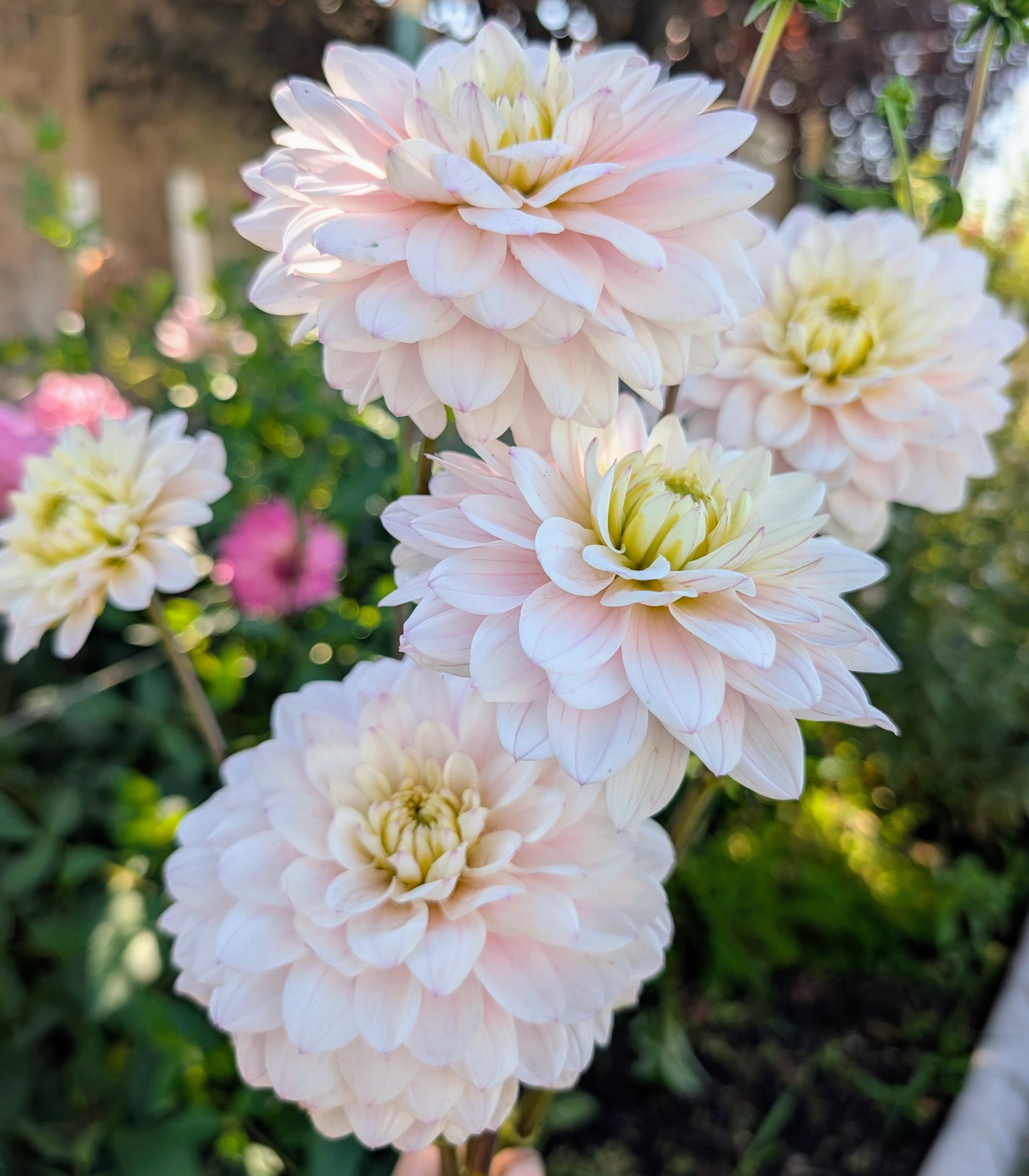 Silver Years dahlia