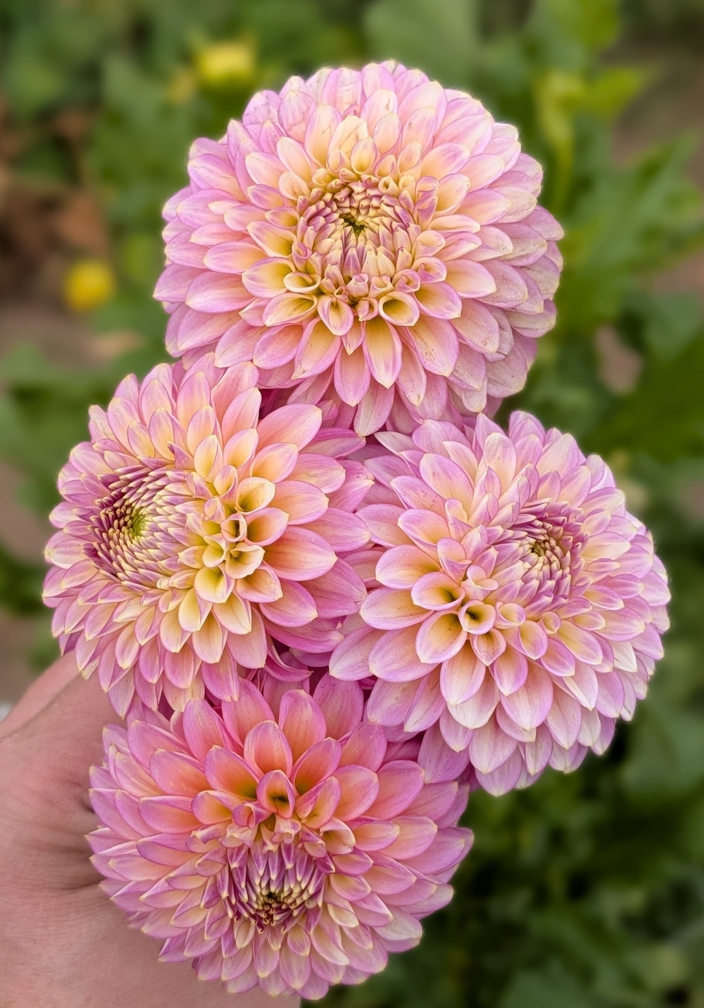 Skipley Pot of Gold dahlia