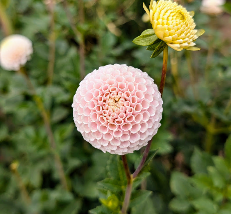 Small World dahlia