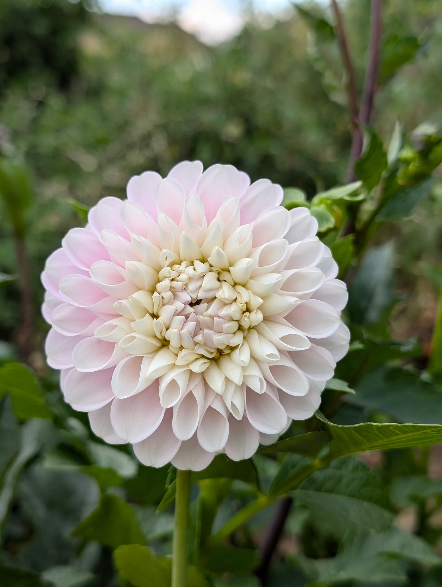 Snoho Sonia dahlia