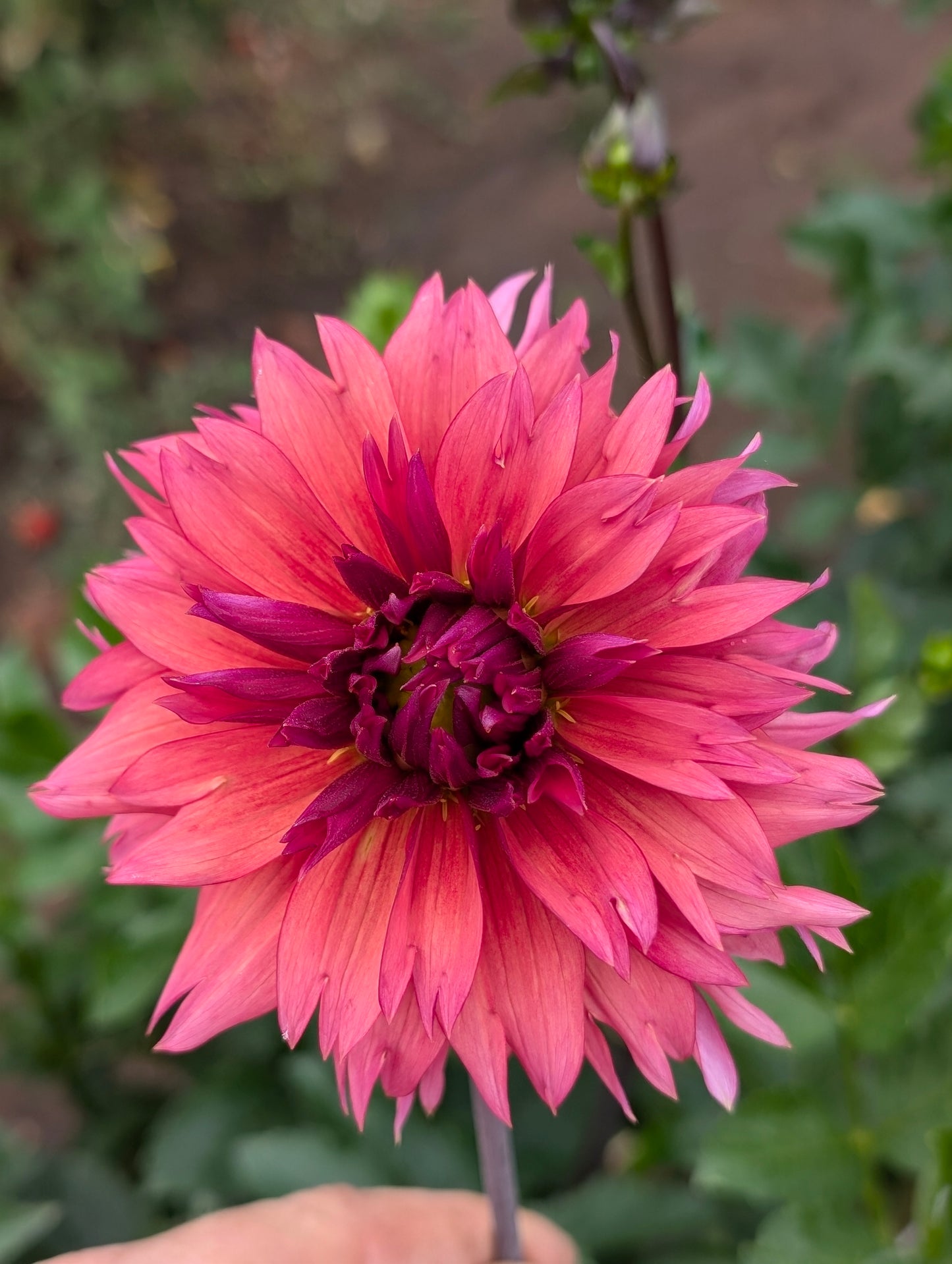 Sonic Bloom dahlia