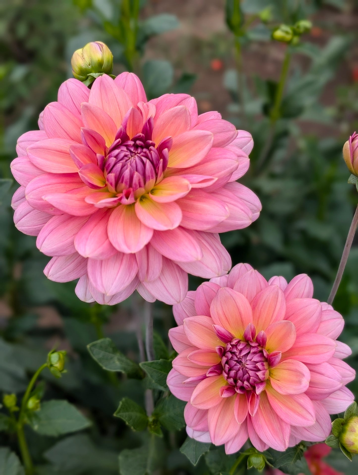 Southern Bell dahlia
