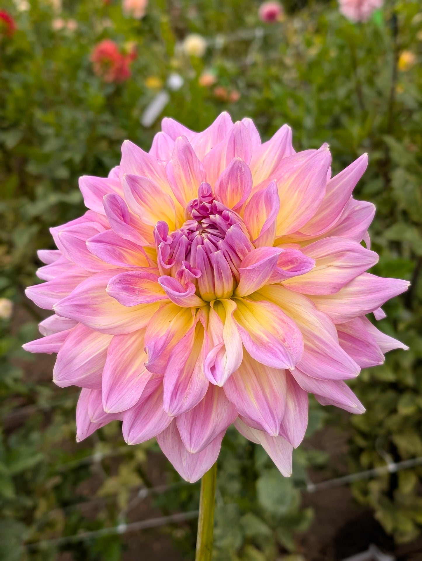 Strawberry Ice dahlia