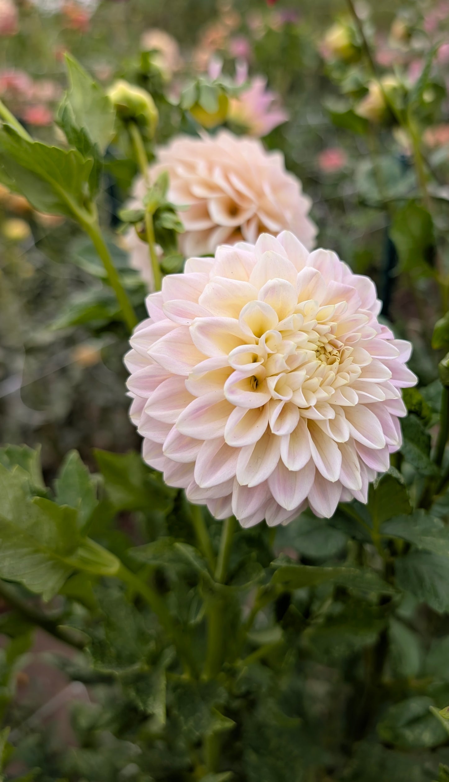 Sugartown Sunrise dahlia