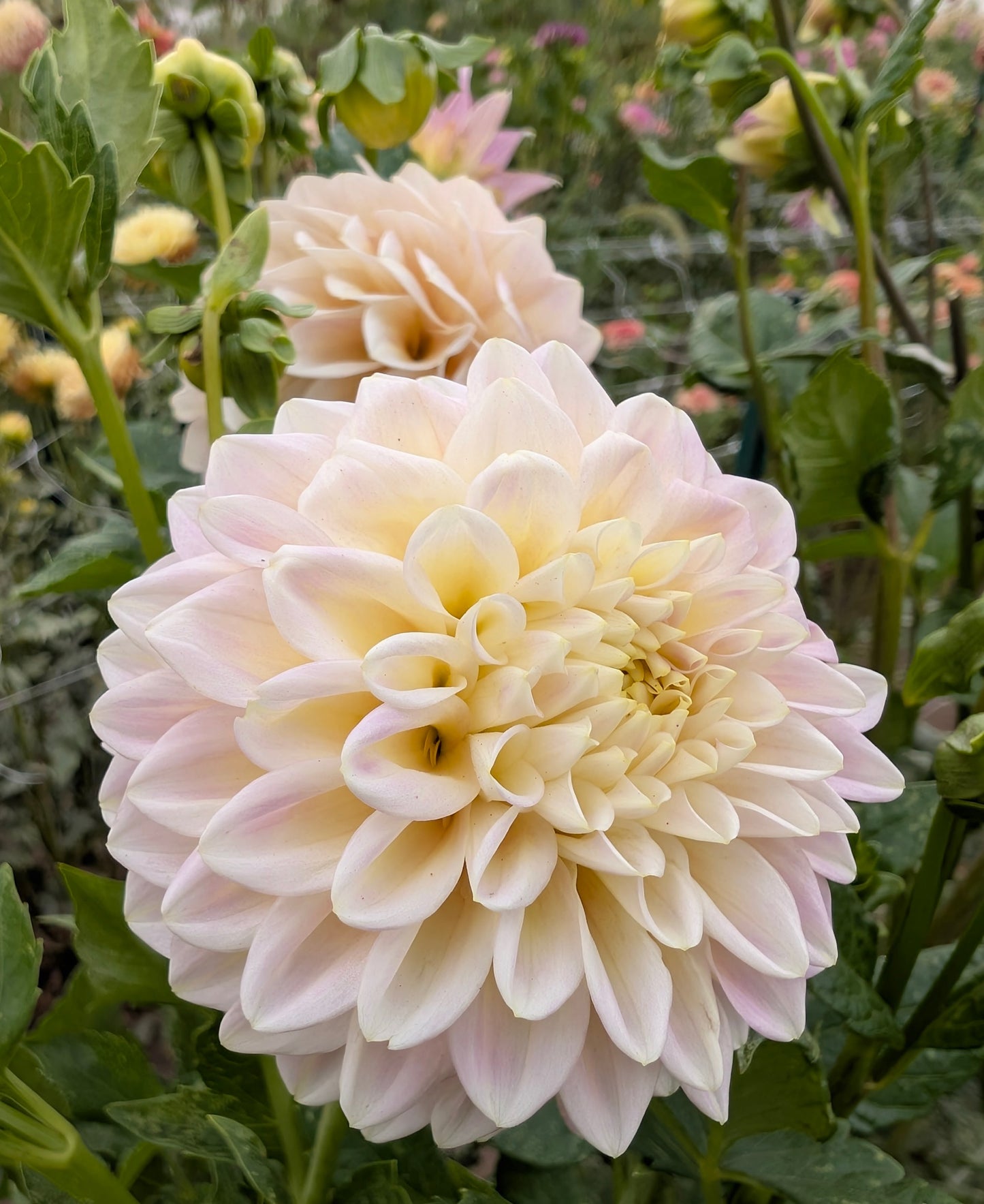 Sugartown Sunrise dahlia