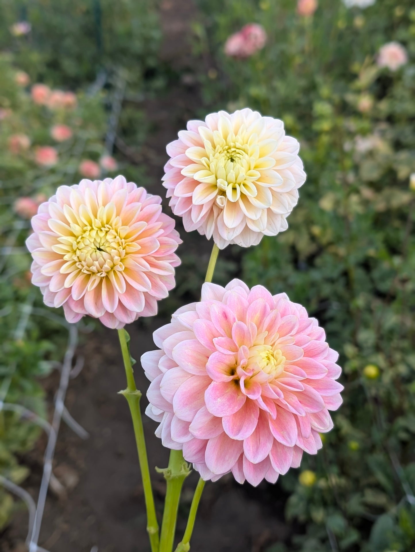 Sugartown Sunrise dahlia