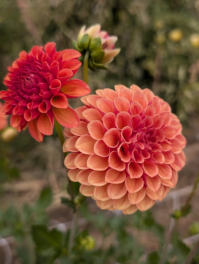 Valley Rust Bucket dahlia