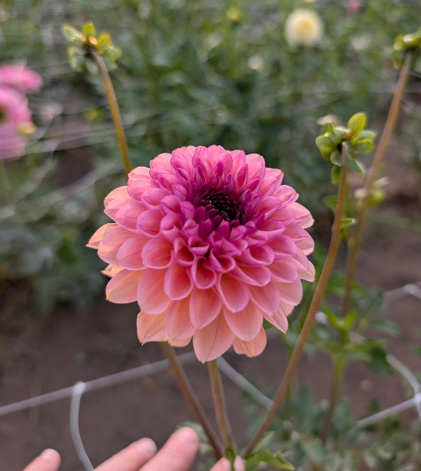 Wine Eyed Jill dahlia