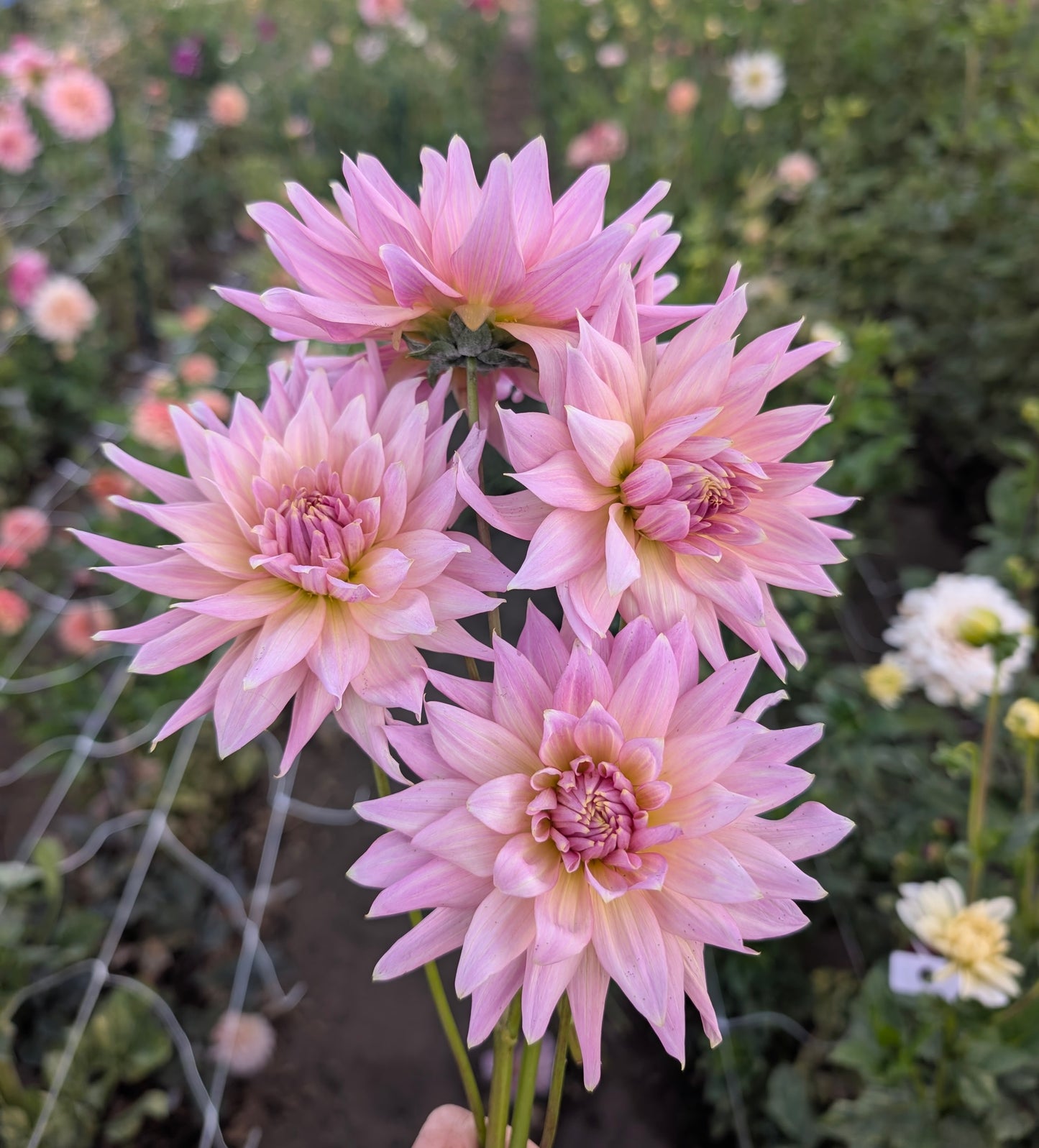 Wyns Mauve Mist dahlia