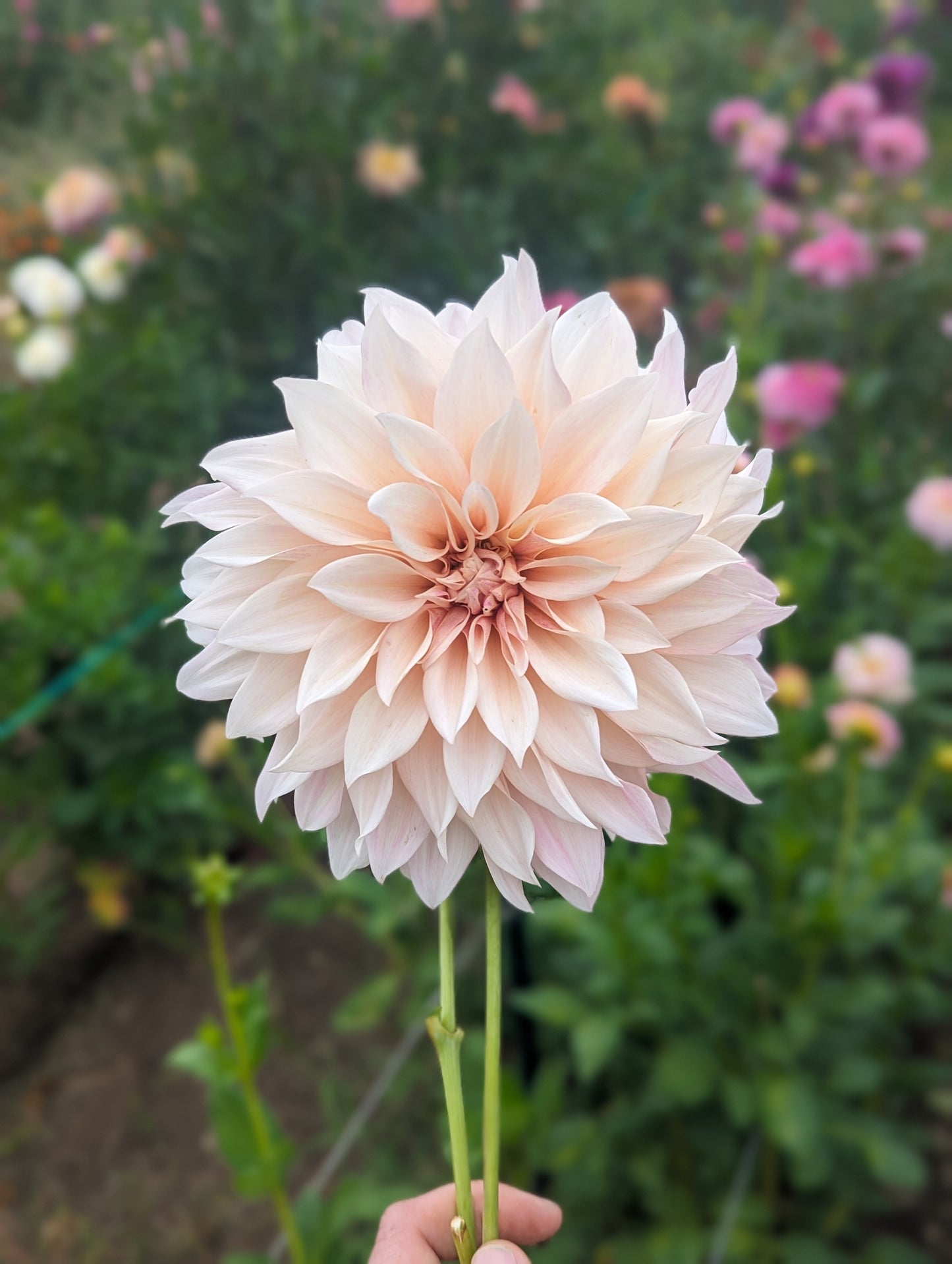 Café Au Lait dahlia