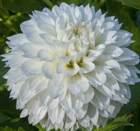 Gitts Attention dahlia